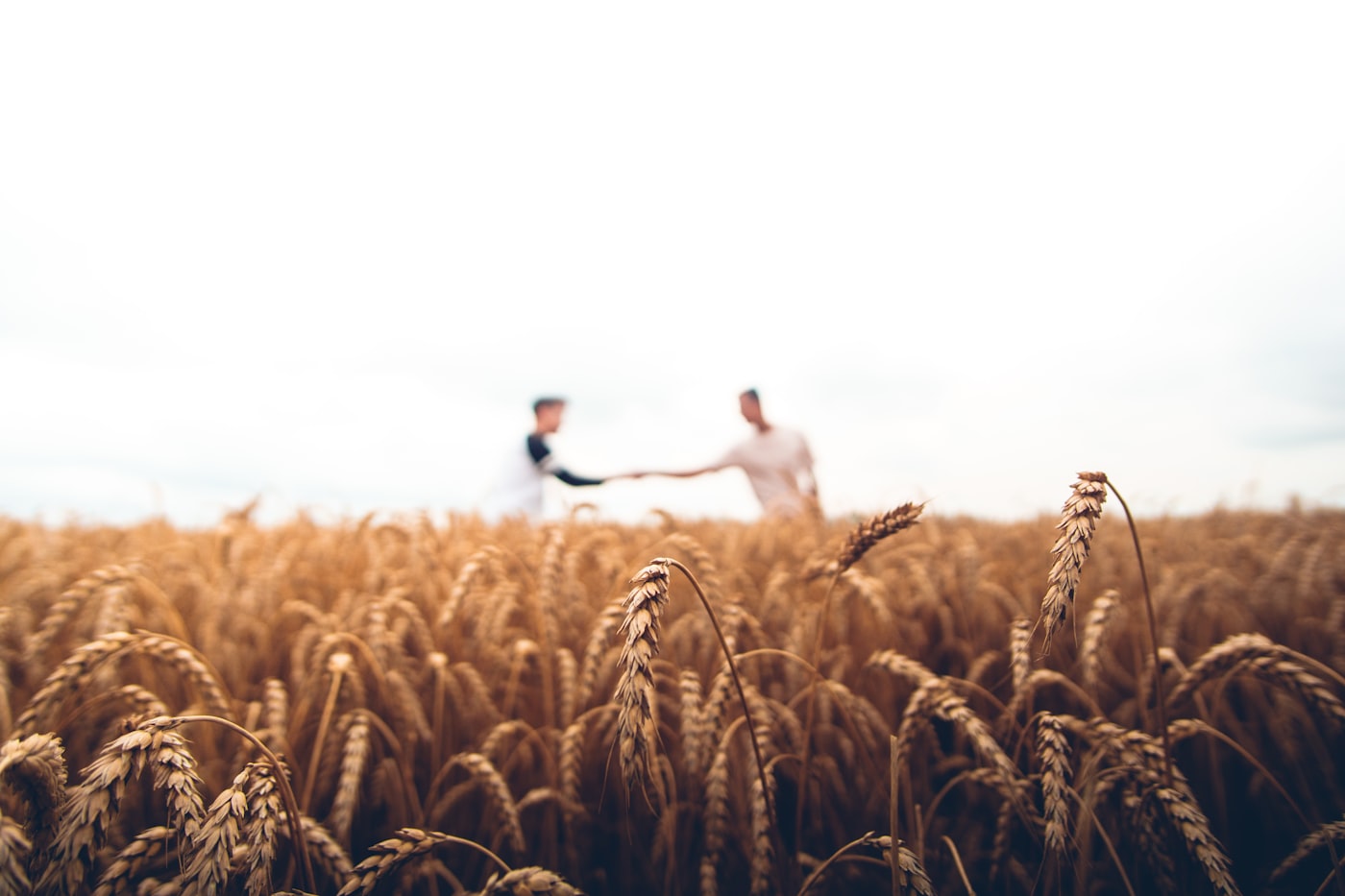 Albanian farm harvest
